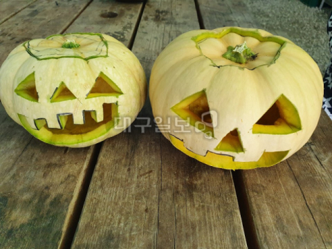 경북애 그린키농원…여기가 바로 호박체험 맛집 호박, 어디까지 즐겨봤니?