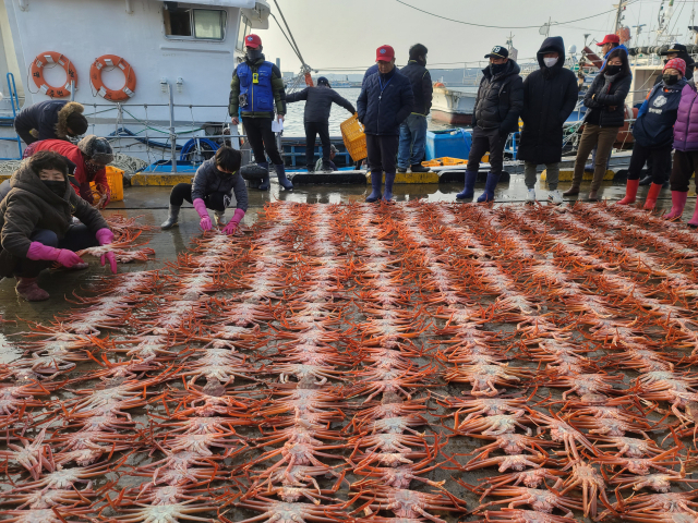울진 죽변항이 ‘울진대게’ 위판으로 분주