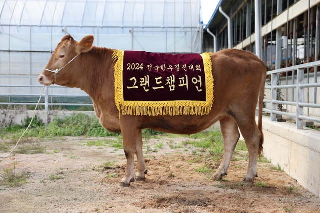 현장속으로) 이 소가 대통령상 받은 경북 한우입니다…포항 김영석 농가 그랜드챔피언 영예
