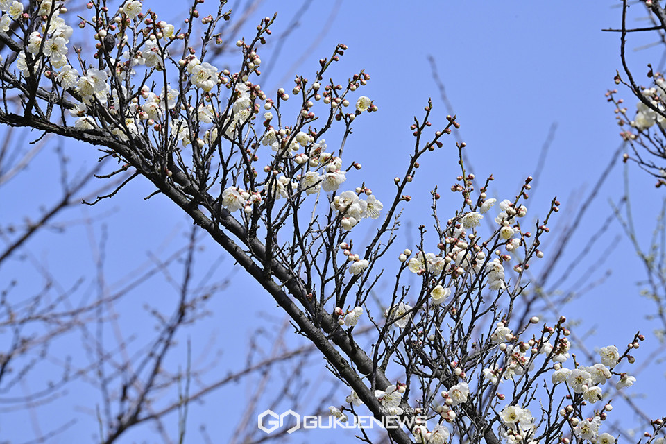 [국제포토] 봄소식 전하는 홍매화