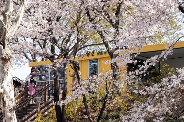 동대문구, 벚꽃이 만개한 장안벚꽃안길