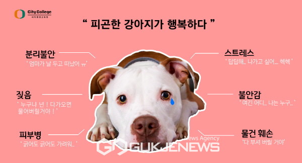 피곤한 강아지가 행복하다...고양플랜테이션, 반려견 교육 이색소개 눈길