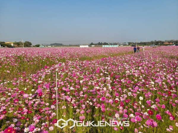 평택시, 오성강변 경관작물 단지 코스모스 활짝 가을 정취 만끽