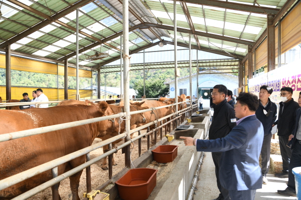 평창군, 강원축산경진대회 암소경진...최우수상 쾌거