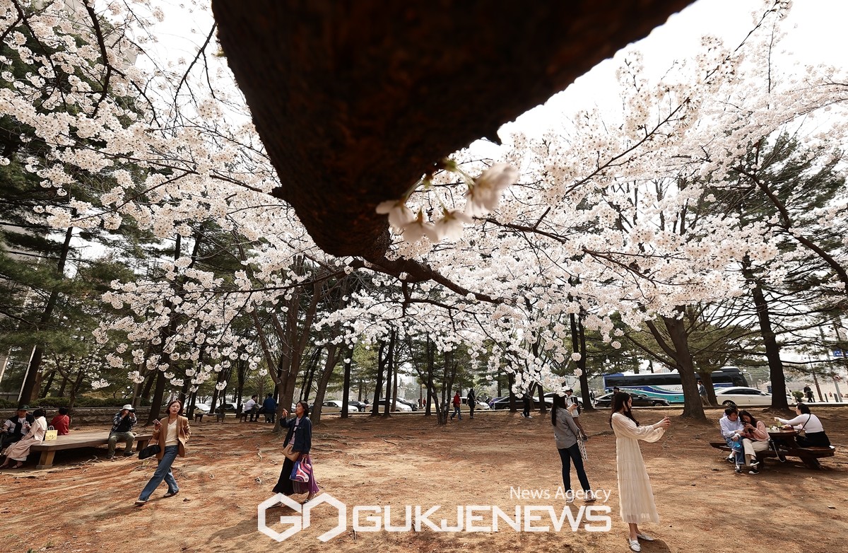 봄바람 휘날리며~ 4년만 벚꽃놀이,