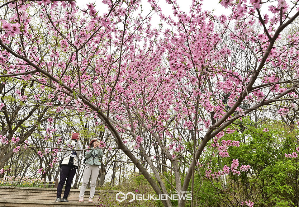 [국제포토] 인천꽃전시회 한창인 인천대공원