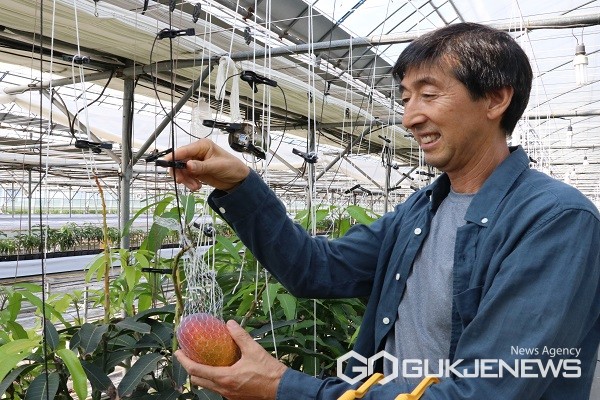 옥천군서 열대과일 애플망고 재배 눈길