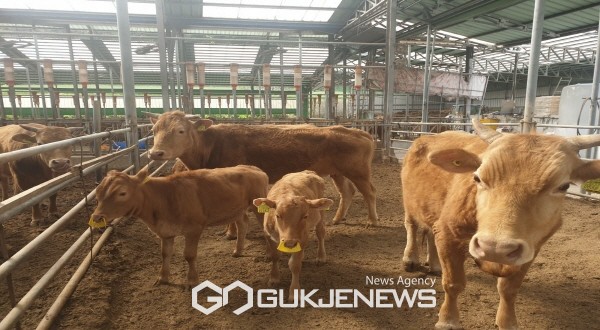 서산 한우농장서 국내 첫 럼피스킨병 발생... 위기단계 심각