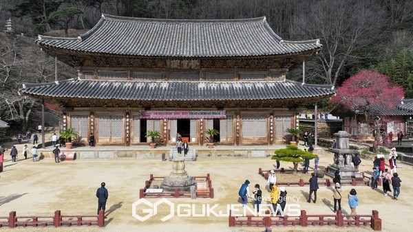 지리산 대화엄사, 기후변화 홍매화 만개 일정 오락가락