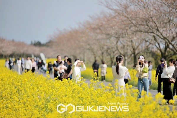 제42회 서귀포유채꽃축제