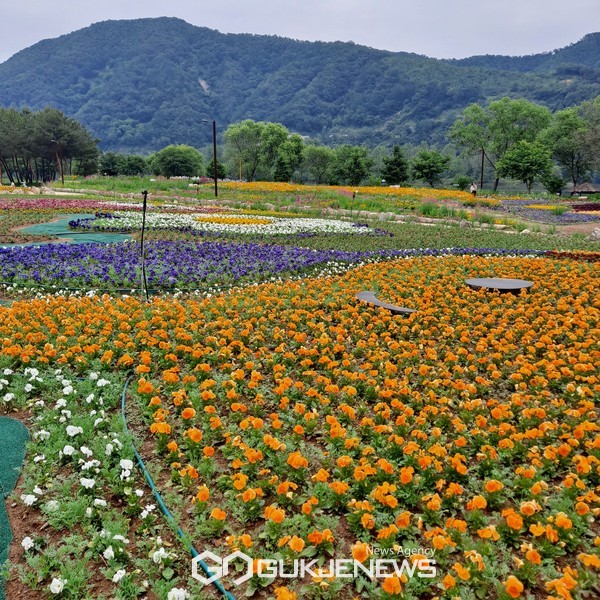 [포토] 2024년 자라섬 남도 꽃축제