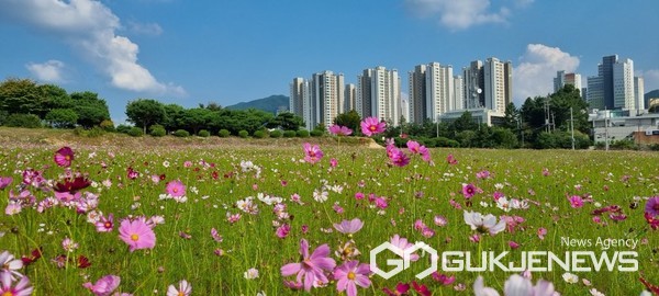 충주 시민의 숲 계획지, 키즈꿈의 숲과 호암지구 코스모스 한들한들 활짝 