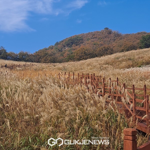 [포토] 산정호수 명성산, 억새꽃축제