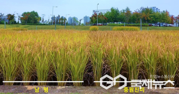 충주쌀, 밥맛 좋고 병 강한 중원진미 개발 성공