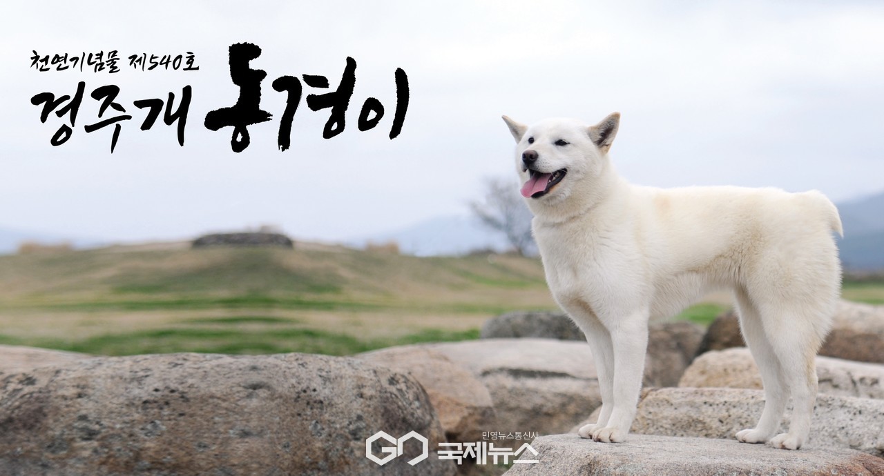 경주시, 경주개 동경이·금이관이 SNS캐릭터…상징물 추가 지정 검토