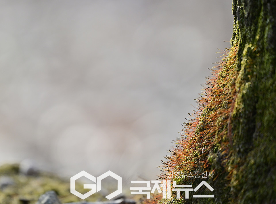 [국제포토] 우수, 눈이 녹고 초목이 싹틈