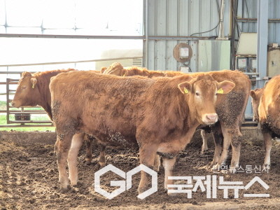 부안군, 한우 품질 향상 혈통개량 지원사업 본격 추진