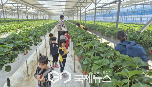 봉화군 어린이급식관리지원센터, 딸기 따기 체험 행사 운영