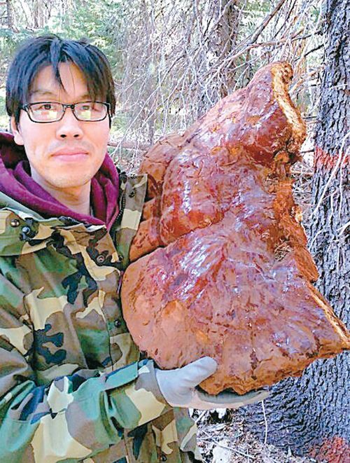 200년 된 영지버섯 심봤다…한인 한의사가 오리건주서 약초 캐다 횡재
