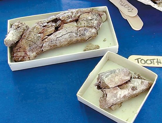 어바인서 고래 화석 발견…1000만년 전 향유고래 뼈
