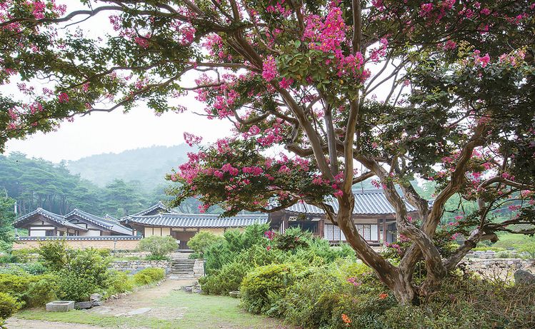 [중앙신인문학상 수상작:수필 부문] 배롱나무 그늘 밑에서 - 조성환<가작> 