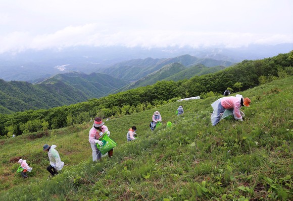 영양군, 일월산 청정 산나물채취체험행사 사전접수