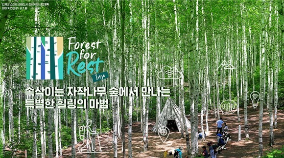 인제 원대리 자작나무숲 지역 관광·경제 랜드마크