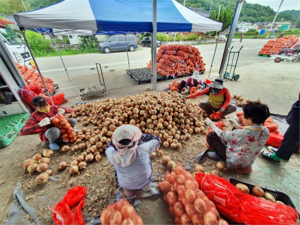 함양 양파 인기 폭발 수도권 입맛 공략하러 15톤 상경