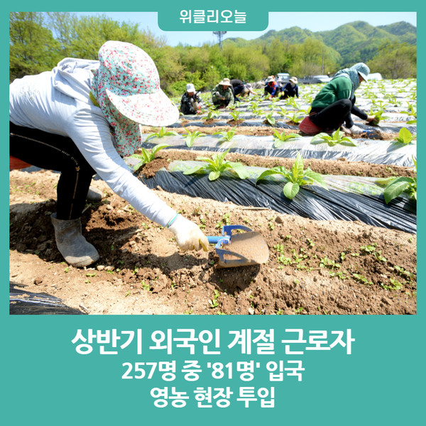 화천군, 상반기 외국인 계절 근로자 257명 중 81명 입국···영농 현장 투입