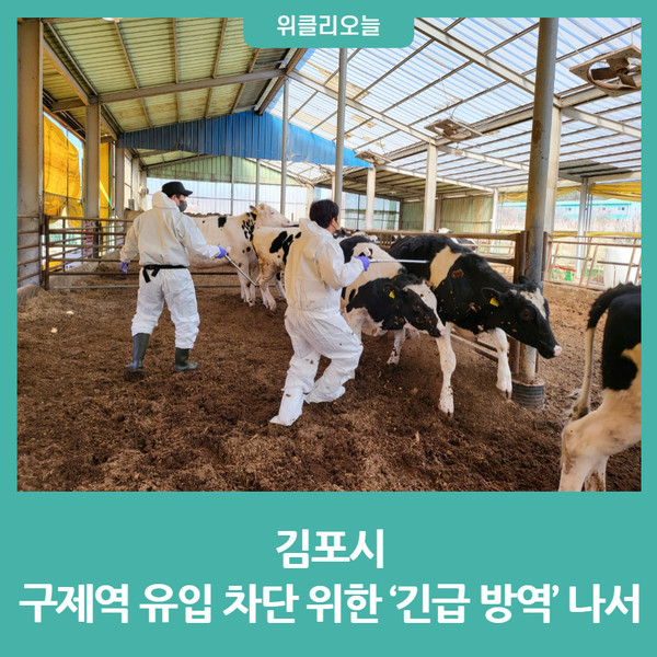 김포시, 구제역 유입 차단 위한 긴급 방역 나서