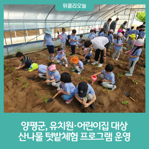 양평군, 유치원·어린이집 대상 산나물 텃밭체험 프로그램 운영