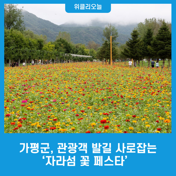 가평군, 관광객 발길 사로잡는 자라섬 꽃 페스타