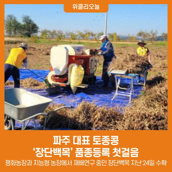 파주 대표 토종콩 장단백목 품종등록 첫걸음