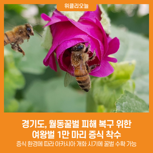 [위클리오늘] 경기도, 월동꿀벌 피해 복구를 위한 여왕벌 1만 마리 증식 착수