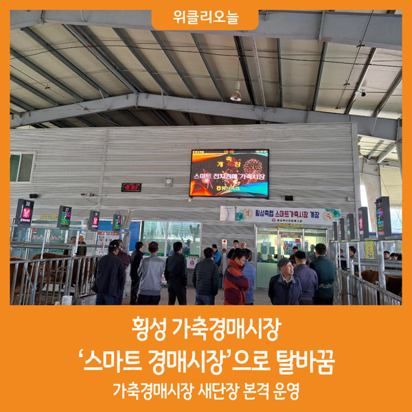[위클리오늘] 횡성 가축경매시장, 스마트 경매시장 탈바꿈
