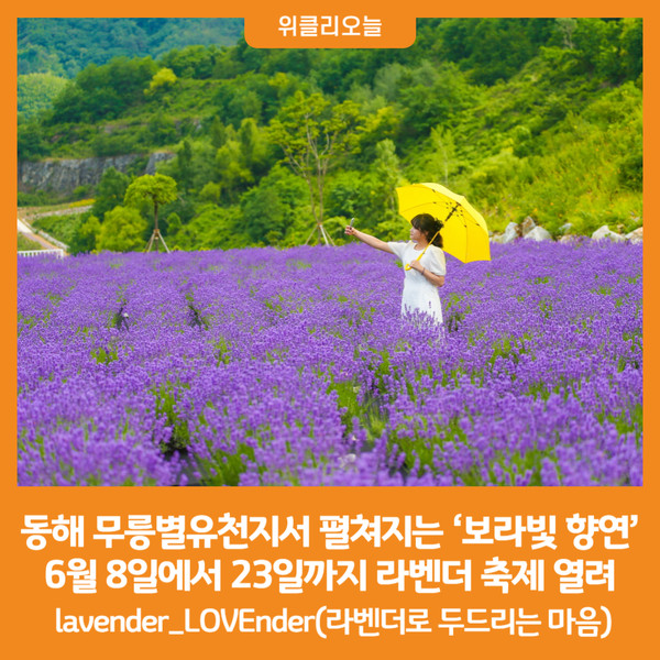 [위클리오늘] 동해 무릉별유천지서 펼쳐지는 보라빛 향연