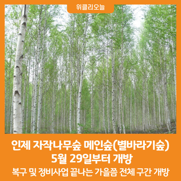 [위클리오늘] 인제 자작나무숲 메인숲(별바라기숲) 개방