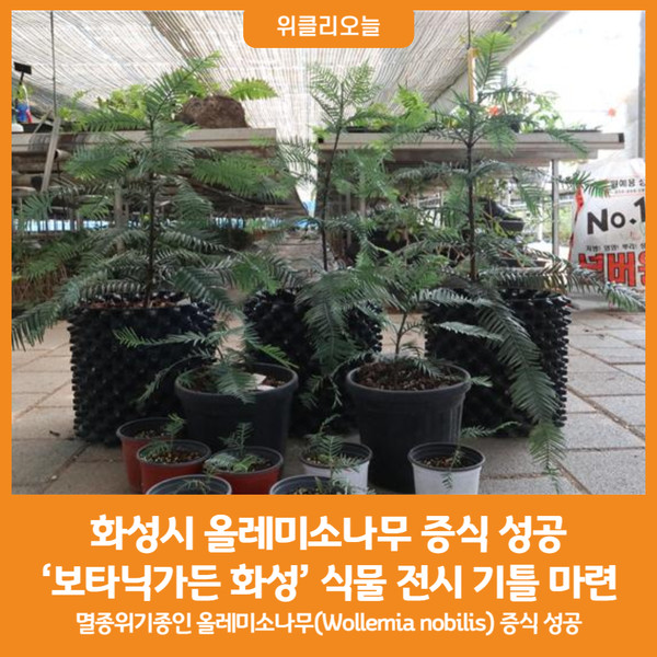 [위클리오늘] 화성시, 올레미소나무 증식 성공... 보타닉가든 화성 식물 전시 관람기능 강화 기틀 마련