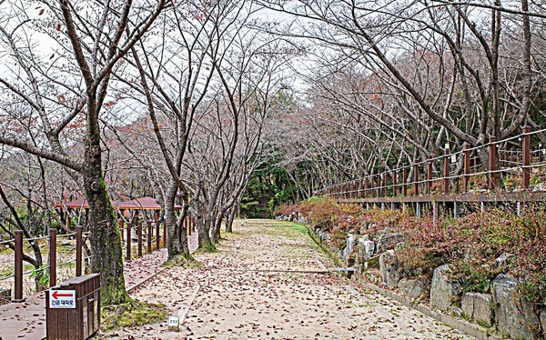 [위클리오늘] 팔공산국립공원, 캠핑 초보자 대상 야영 참가자 환영...「국립공원 캠핑스쿨」