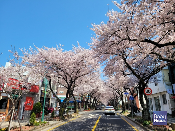 여행자 취향 맞춤형, 제주 봄 여행지 추천