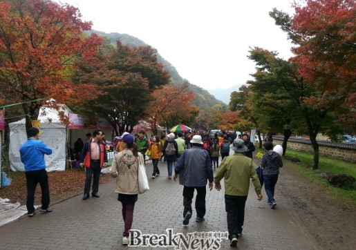 장성 백양사 애기단풍의 향연 ‘성료’
