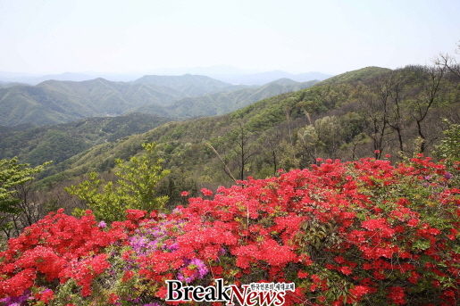 2026 화학산 고산 철쭉제
