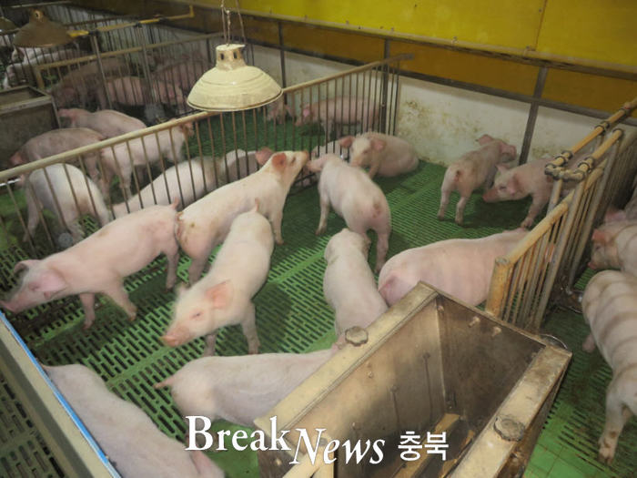 보은군, 양돈 농가 돼지열병 도태지원사업 추진