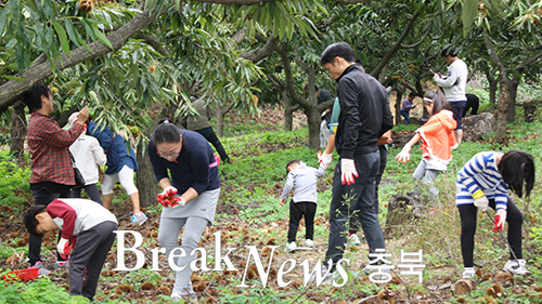 ‘제1회 매산마을 밤 이삭줍기 및 시골문화체험’