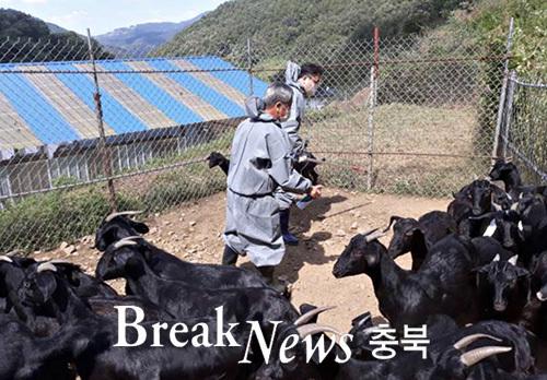 충주시, 염소 구제역 백신 일제 접종