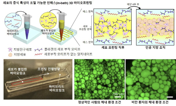 POSTECH·부산대 공동연구팀, 인-배스 3D 바이오프린팅으로 체외 지방조직 개발
