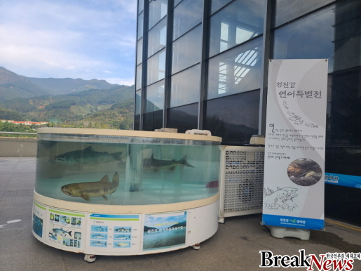 섬진강 돌아온 연어 대폭 늘었다