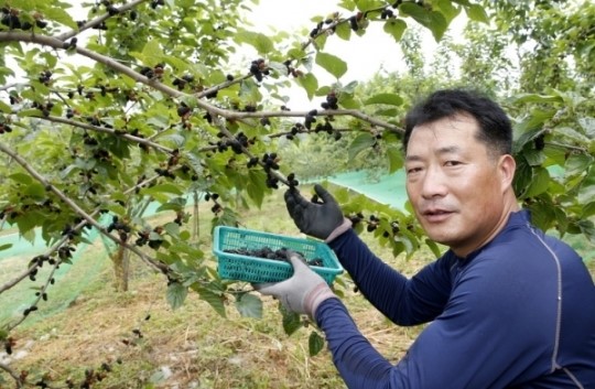 태안의 새로운 소득작물로 오디 급부상