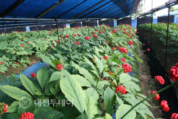 금산군, 고품질 인삼생산기반조성 29억 원 투입