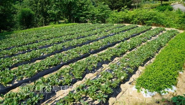 금산약초산업 경쟁력 제고 박차